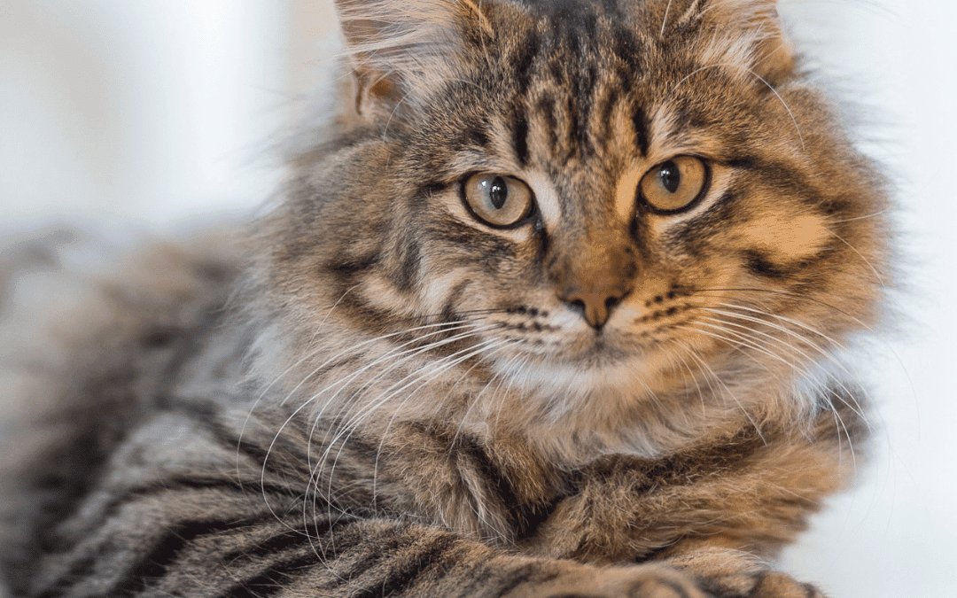 Feline asthma – a review and new insights