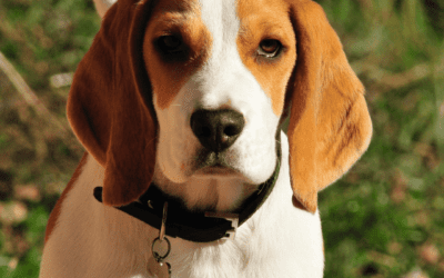 Corticosteroids in canine respiratory disease