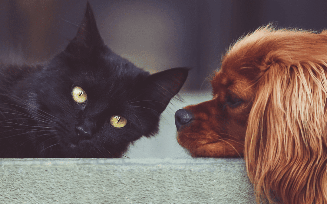 Inflammatory airway disease in dogs and cats