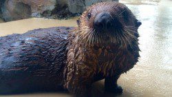 Miska the sea otter