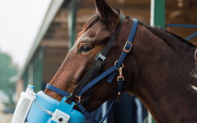 Nebulised dexamethasone in horses