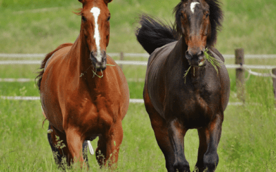 Novel allergens and severe equine asthma