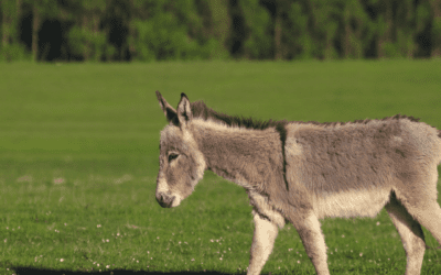 Donkey charity grateful for Flexineb donation