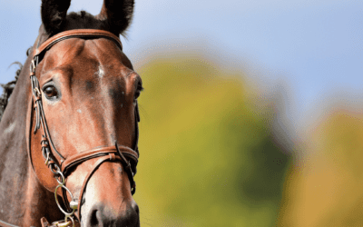 Mild-Moderate Equine Asthma