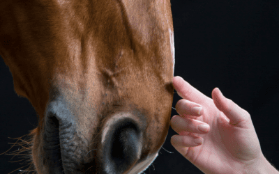 When should I worry about my horse’s cough?